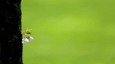 Kiraz Çiçeği Zarafeti: Bokeh 'le Kiraz Çiçeği Ağacının 4K Yakın Çekimi