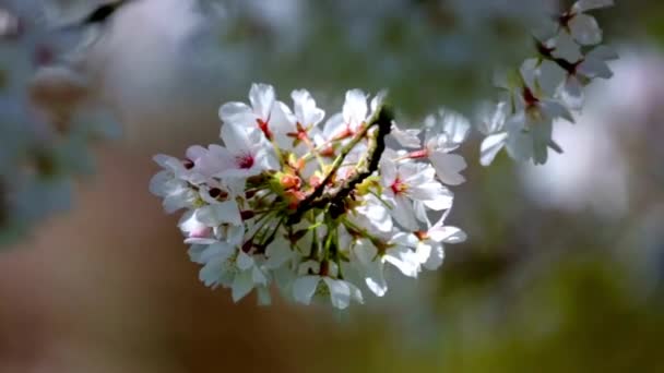 Cherry Blossom Elegance Κοντινό Πλάνο Της Cherry Blossom Tree Bokeh — Αρχείο Βίντεο