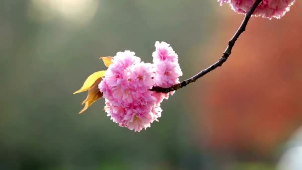 Cherry Blossom Elegance Close Cherry Blossom Tree Bokeh — Stock Video