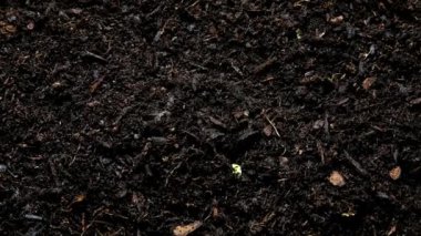 Tohumdan filizlenmeye: Büyüyen Soya filizlerinin 4K Zaman Süreleri