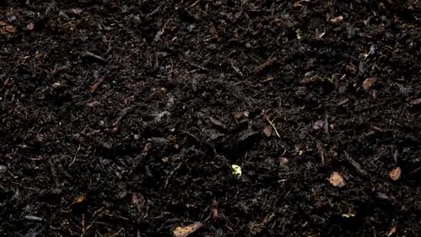 Vetőmagtól Csíráig Time Lapse Growing Soybean Sprouts — Stock videók