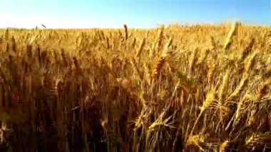 Altın Ödül: Olgun Buğday Sahasının Yakın Çekimi 4K Video 'da Hasat İçin Hazır