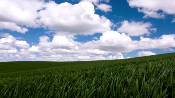 Nature Theater Video Dramatic Cloudy Sky Verdant Wheat Field California — Vídeo de Stock
