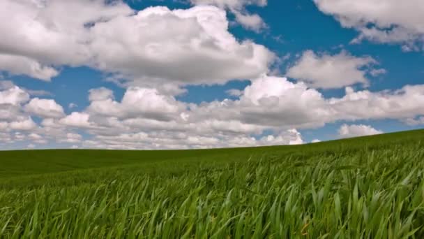 Nature Theater Video Dramatic Cloudy Sky Verdant Wheat Field California — Vídeo de Stock