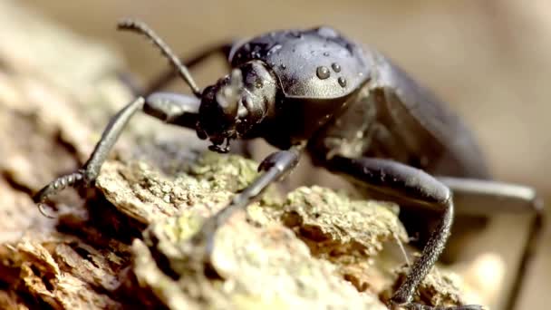 迷人的4K特写 迷人的甲壳虫揭示不同寻常的细节的极端特写视图 — 图库视频影像
