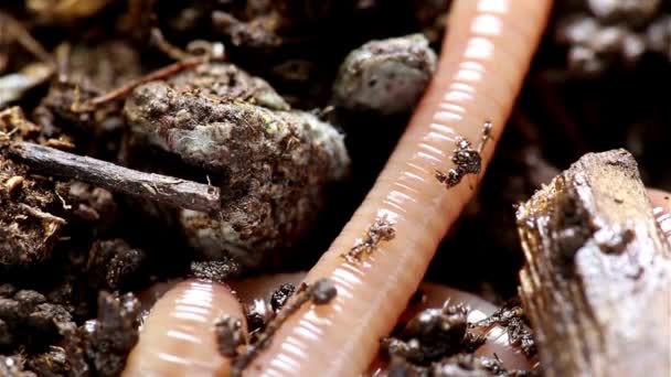 地下奇迹 4K中白色背景的蚯蚓 自然土壤工程师的一个迷人的特写 — 图库视频影像