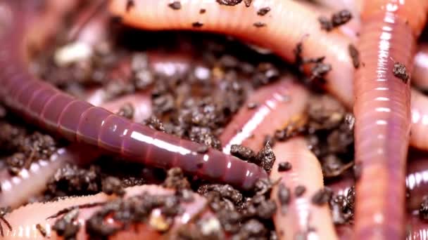 Ondergrondse Wonderen Aardworm Witte Achtergrond Een Fascinerende Close Van Bodemingenieur — Stockvideo