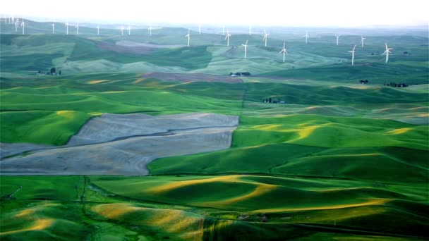 Sunset Wheat Field Rüzgar Türbinlerinin Hızı Video — Stok video