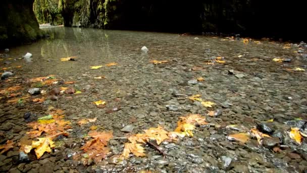 Podzimní Tok Video Horského Potoka Kolumbijské Soutěsce — Stock video
