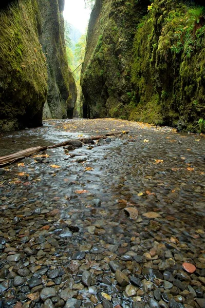 Autumn Flow Video Mountain Stream Columbia Gorge — Stock Photo, Image