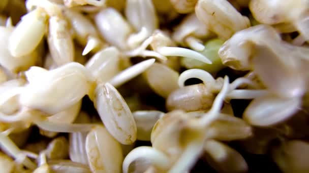 Ekstremalne Zbliżenie Brown Rice Sprout Wideo — Wideo stockowe
