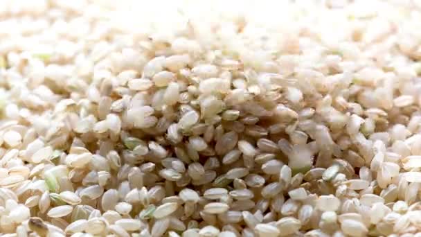 Primer Plano Dolly Shot Brown Rice Vídeo — Vídeo de stock