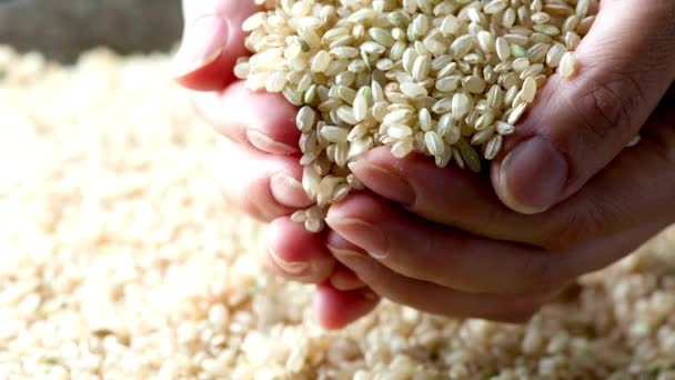 Video Brown Rice Yakın Çekim Çekimi — Stok video
