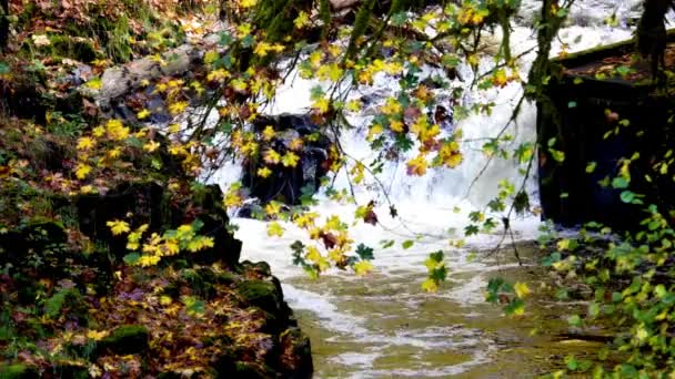 Baharın Görkemli Açılışı Serene Side View Beautiful Waterfall Full Bloom — Stok video