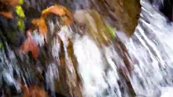 Crystal Clear Zbliżenie Wideo Strumienia Lasu Jesienią Splendor — Wideo stockowe