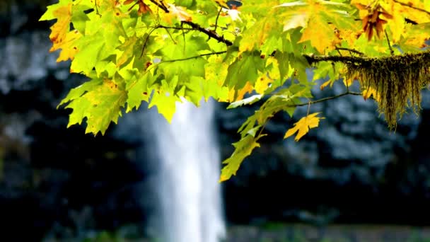 Spring Splendor Unveiled Serene Side View Beautiful Waterfall Full Bloom — Stock video