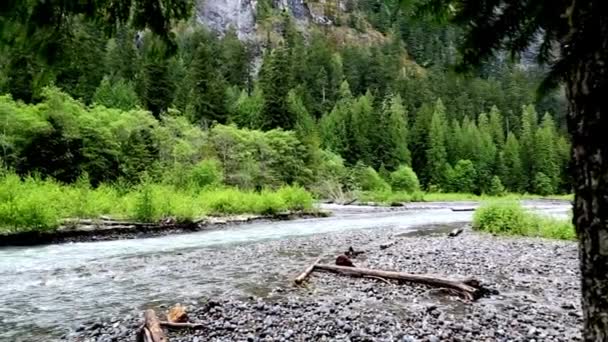 Scenic Video Springtime North Cascades Waterfalls Forest Streams Usa — Stock Video