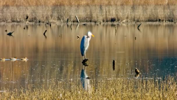 Vídeo Majestoso Grande Pássaro Garça Azul Perto Lago Sereno — Vídeo de Stock