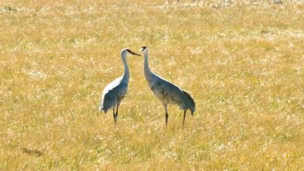 Video Sandhill Cranes Feeding Standing Ground — Stock Video