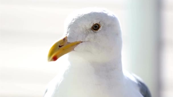 Curious Seagull Close Bird Video — стоковое видео