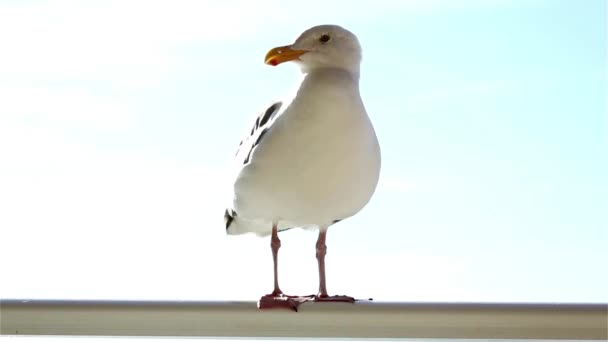 Nieuwsgierige Meeuw Van Dichtbij Bird Video — Stockvideo