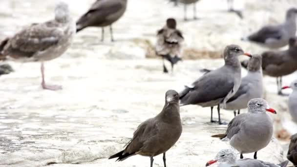 威严的4K影片 沙滩上的海鸟群 — 图库视频影像