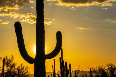 Sahne 4K View: Tucson, Arizona 'da Saguaro Kaktüsü, Dağ ve Güneşli Ulusal Park Manzarası