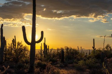 Sahne 4K View: Tucson, Arizona 'da Saguaro Kaktüsü, Dağ ve Güneşli Ulusal Park Manzarası