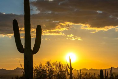 Scenic 4K View: Saguaro Cactus in the Tucson, Arizona, National Park Landscape with Mountain and Sun clipart