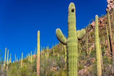 Büyüleyici 4K Saguaro Kaktüs Dağı Manzarası: Tucson, Arizona Ulusal Parkı