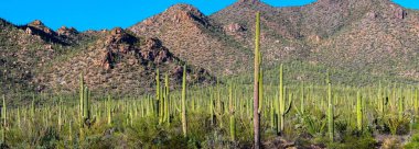 Büyüleyici 4K Saguaro Kaktüs Dağı Manzarası: Tucson, Arizona Ulusal Parkı