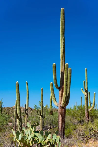 Büyüleyici 4K Saguaro Kaktüs Dağı Manzarası: Tucson, Arizona Ulusal Parkı