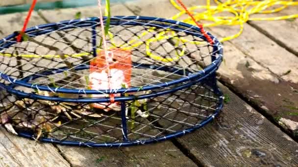 Close Video Man Catching Dungeness Crab Crab Trap — Stock Video