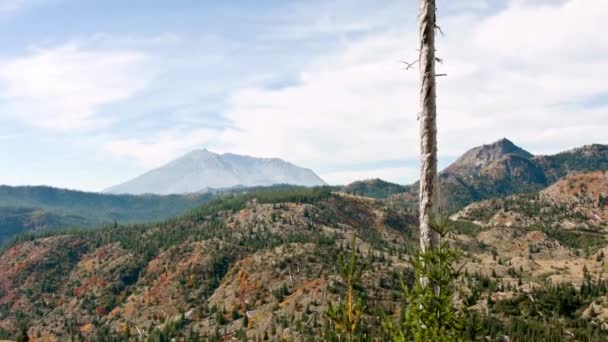 Vídeo Primer Plano Del Monte Helens Devastated Trees 1980 Eruption — Vídeo de stock