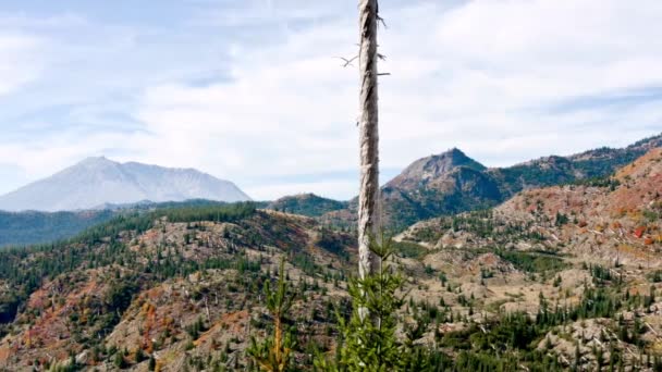 Съемка Крупный План Горы Опустошенные После Извержения Деревья Святой Елены — стоковое видео