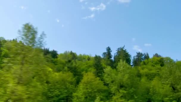 Vídeo Passeio Cênico Através Uma Floresta Primavera Luxuriante — Vídeo de Stock