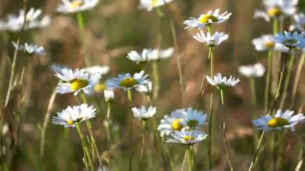 Video Campo Crisantemo Salvaje Escénico Plena Floración — Vídeo de stock