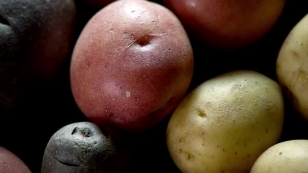 Відео Доллі Постріл Крупним Планом Свіжої Сирої Картоплі — стокове відео