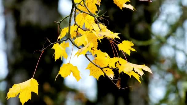 Видео Осеннее Дерево Красивыми Жёлтыми Листьями — стоковое видео