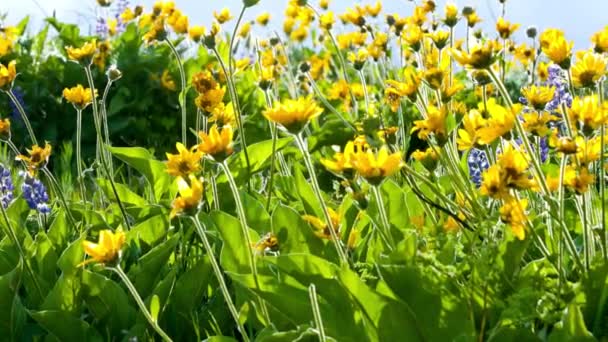 Videó Lenyűgöző Vad Tavaszi Virágok Teljes Virágban — Stock videók