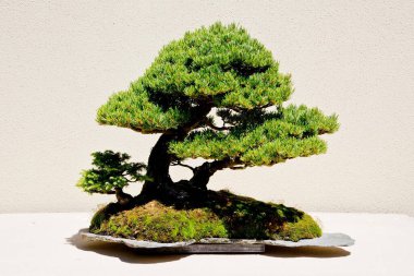 4K Görüntü: Beyaz Arkaplan Karşısında Bonsai Ağacının Enfes Yakın Çekimi