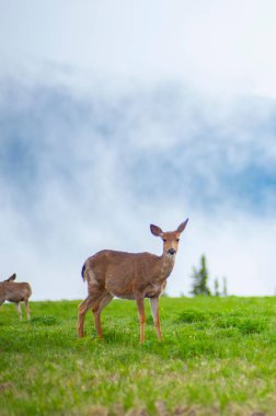 4K Görüntü: Görkemli Geyik Olimpiyat Ulusal Parkı, Washington, ABD