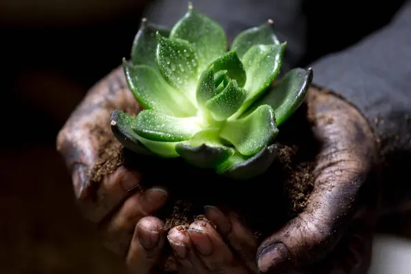  4K Görüntü: Çiftçi 'nin El Tutuşu Yeni Aloe Vera Bitkisi