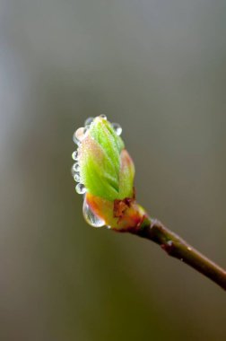  4K Görüntü: Morning Dew ile Yeni Bud 'ın Yakın Çekimi