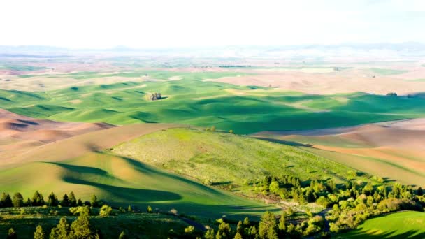 Video Jarní Pšeničné Pole Modrým Nebem Bílými Mraky Zemědělská Krása — Stock video