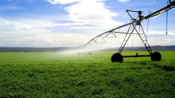 Vídeo Sistema Irrigação Automática Que Asperge Campo Trigo Agricultura Moderna — Vídeo de Stock