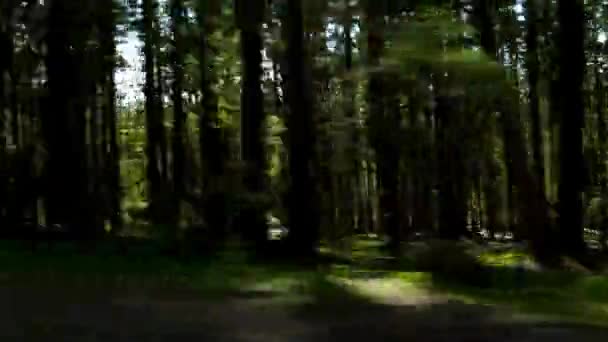 Video Snabb Körning Genom Tallskogen Spännande Skogstur — Stockvideo