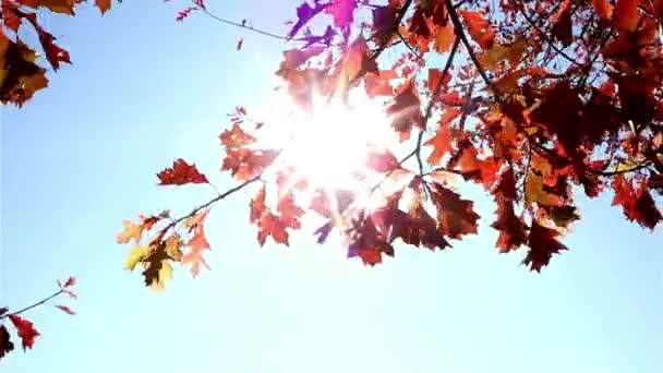 Video Mooie Herfstbladeren Tegen Zon Lucht Zonneschijn — Stockvideo
