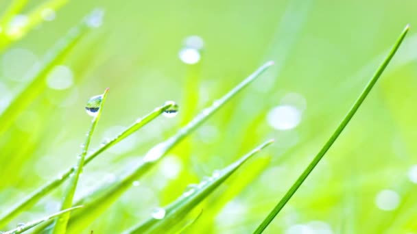 Vídeo Close Morning Dew Water Drops Grass Elegância Natureza — Vídeo de Stock