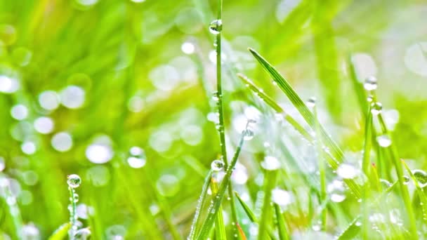 Video Close Morning Dew Water Drops Grass Nature Elegance — Stock Video